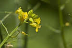 Garden yellowrocket